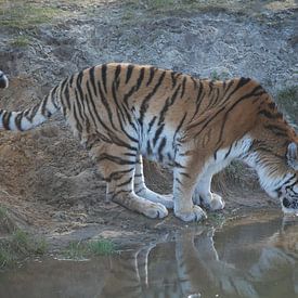 Tijger drinkt water van Suzanne Brok