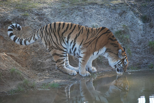 Tijger drinkt water