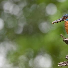 Kingfisher with fish by Jan Jongejan