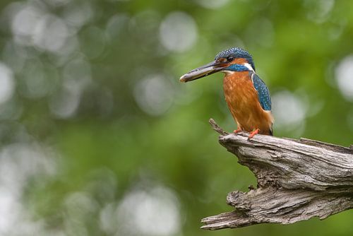 Eisvogel mit Fisch von Jan Jongejan