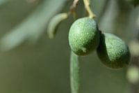 Olives on the tree