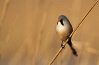 Baardmannetje van Menno Schaefer thumbnail