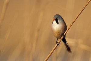 Bearded male by Menno Schaefer