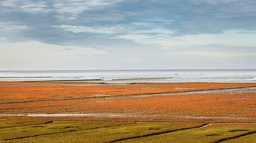 Salicorne rouge en fleur à l'Uithuizerwad, au nord de la province de Groningue
