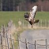 Buse en vol sur Andreas Müller