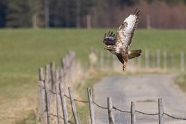 Buse en vol sur Andreas Müller