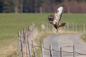 Mäusebussard im Flug