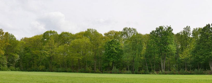 Waldrand in der Sonne an einem regnerischen Tag von Wim vd Neut