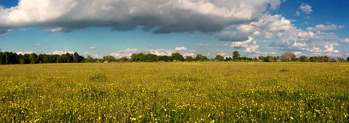 Dreigende lucht boven weiland