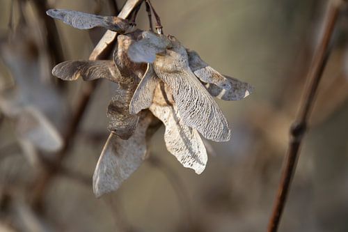 VERGANE GLORIE, Zaden van de Esdoorn