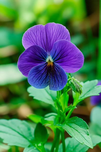 Purple flower of a garden pansy by Poster Art Shop