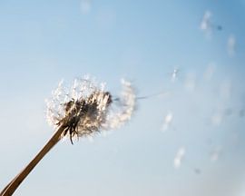 dandelion fluff ball by Miny'S