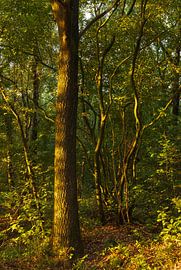 Tree in sunlight during sunrise - Dwingelderveld (Netherlands) by Marcel Kerdijk