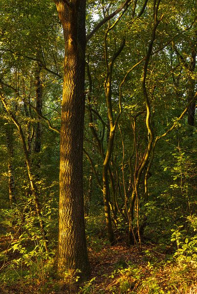 Baum im Sonnenlicht bei Sonnenaufgang - Dwingelderveld (Niederlande) von Marcel Kerdijk