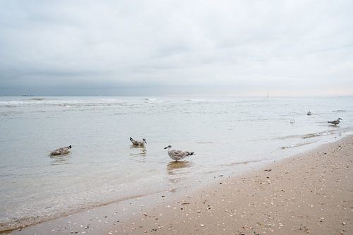 Möwen bei Sonnenaufgang, Strand von Scheveningen