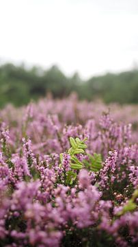 Paarse Hollandse Heide van Charlotte Bakker