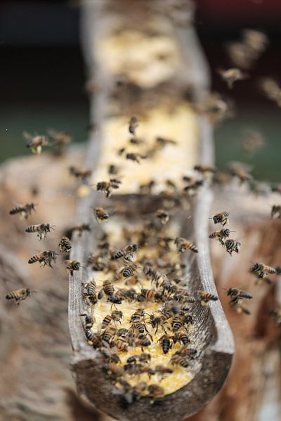 Flleißigen Bienen von Erwin Blekkenhorst