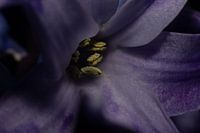 An Abstract Symphony of Colours: The Enchantment of a Blue-Purple Hyacinth