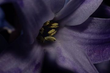 Een Abstracte Symfonie van Kleuren: De Betovering van een Blauw-Paarse Hyacint van Remco Ditmar