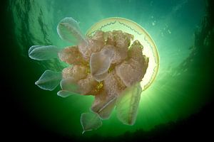 Rhizostoma pulmo