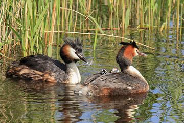 Crested grebe with young by Rinnie Wijnstra