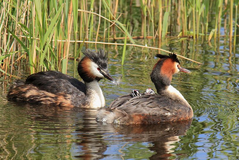 Crested grebe with young by Rinnie Wijnstra (FotoAmeland )