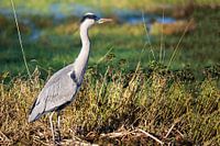 Blauwe Reiger