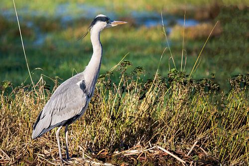 Blauwe Reiger