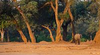Olifant in Mana Pools