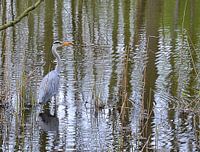 Reiger met tak