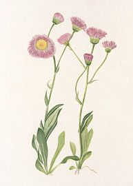 Meadow Fleabane From North American Wildflowers (1925) By Mary Vaux Walcott by Pictufy