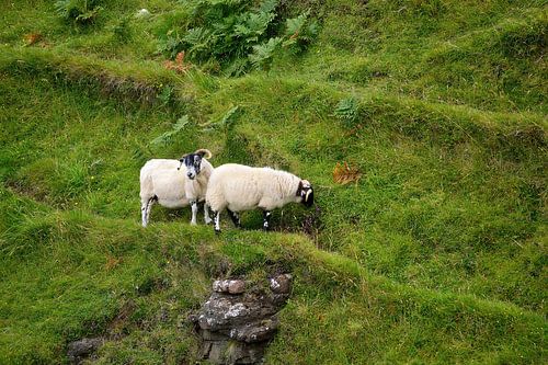 Schapen die over de bergkammen lopen