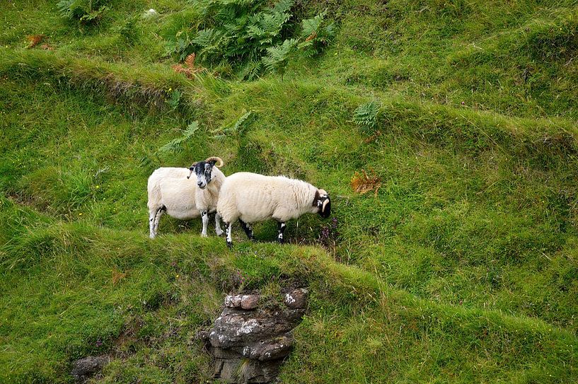 Moutons marchant sur les crêtes par Frank's Awesome Travels