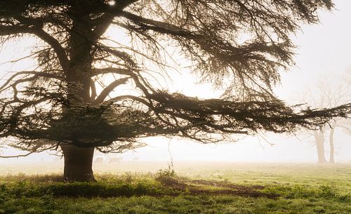 Le vieux cèdre du Liban