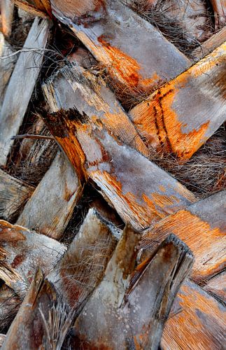 Stem of a palm tree in your own garden