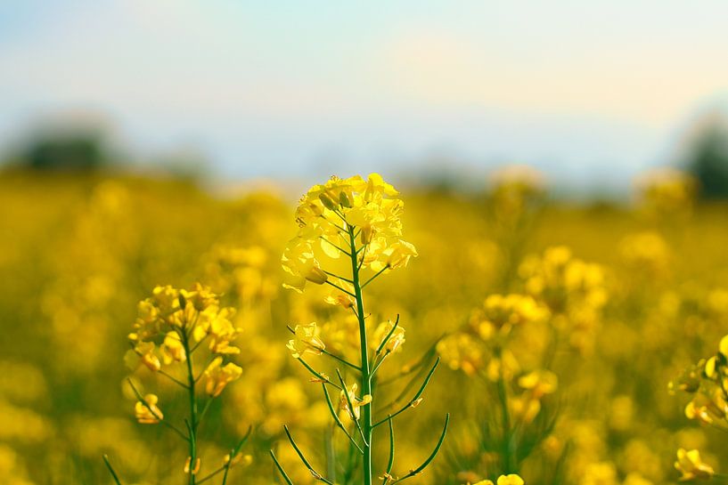 Zicht op een gele koolzaadbloem in het koolzaadveld van Martin Köbsch