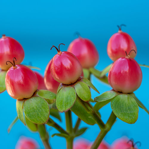 Rote Johanniskrautbeeren vor einem strahlend blauen Himmel – Botanische Makroaufnahme