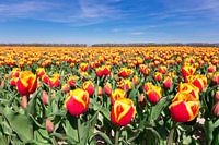  Field with red yellow tulips and blue sky in holland