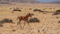 Wild horse foal in Garub in Namibia, Africa by Patrick Groß thumbnail