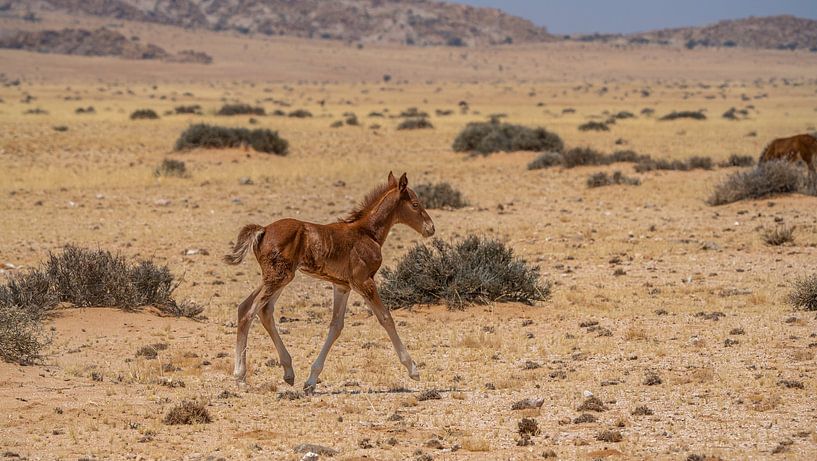 Wild horse foal in Garub in Namibia, Africa by Patrick Groß
