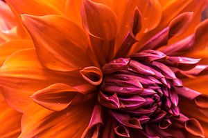 Prachtige kleurrijke dahlia von Stedom Fotografie