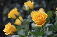 Roses jaunes par Roberto Zea Groenland-Vogels Aperçu