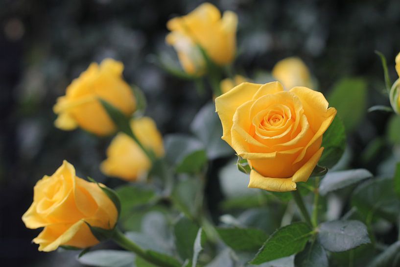 Roses jaunes par Roberto Zea Groenland-Vogels