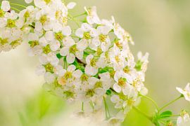 Muscle bush in bloom by Quirina Kamoen