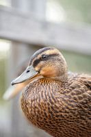 Duck portrait