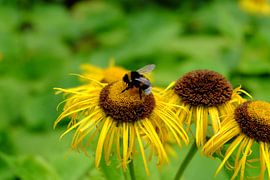 Bij op bloem von Marian Klerx