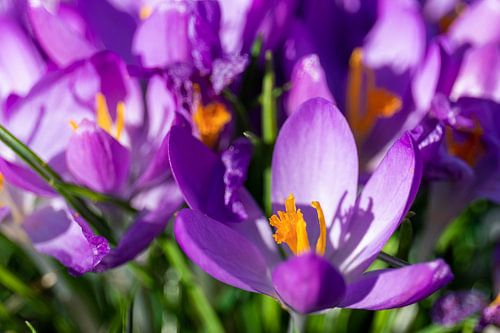 Purple crocuses