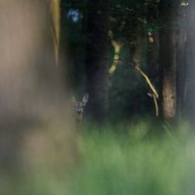 Een hert in het bos van Nick van Beusekom