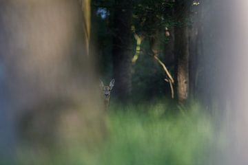 Een hert in het bos van Nick van Beusekom