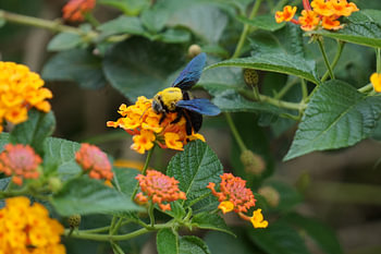 bij op plant